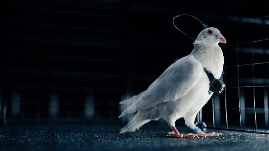 Rosjanie wszczepili chip do mózgu gołębia i zaczęli nim sterować. To szpieg nowej generacji