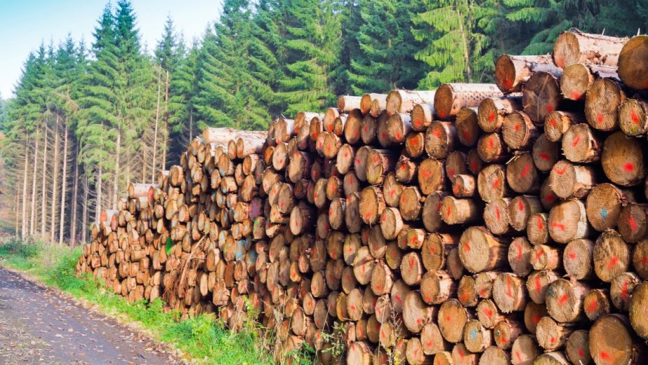 Google wezwany na dywanik. Wykarczował 300 hektarów lasu