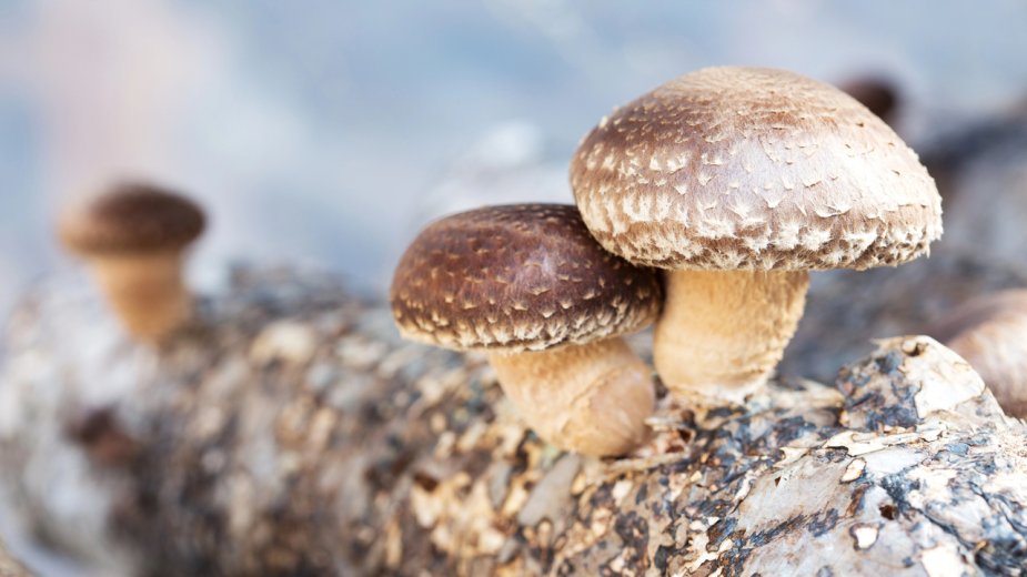 Naukowcy stworzyli komputery z grzybów. Krzem przestanie być potrzebny? Naukowcy stworzyli komputery z grzybów. Krzem przestanie być potrzebny?