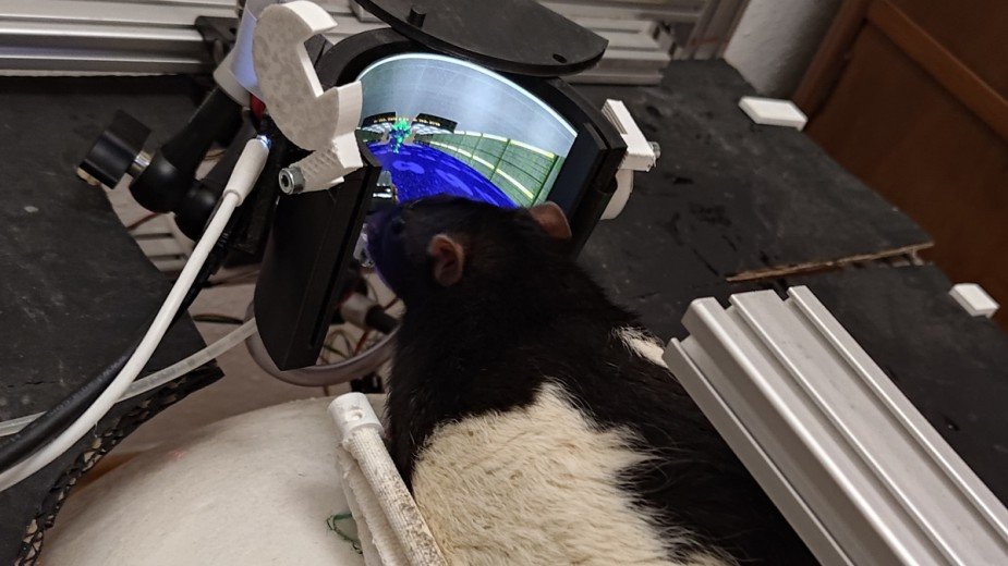 Szczury grają w Dooma bez żadnych implantów. Wyniki eksperymentu szokują