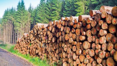 Google wezwany na dywanik. Wykarczował 300 hektarów lasu