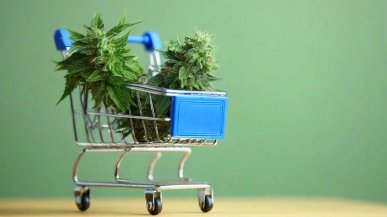 Wyciek danych w legalnym sklepie z marihuaną. 40 tysięcy klientów ma poważny problem