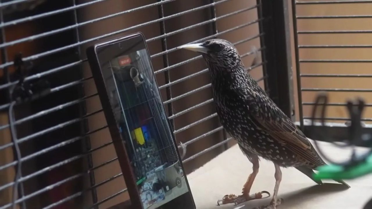 Ptaki jak żywe pendrive’y? Niezwykły eksperyment z ptasim śpiewem