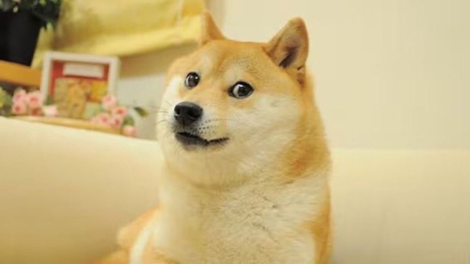 Nie żyje najsłyniejszy memiczny pies na świecie 