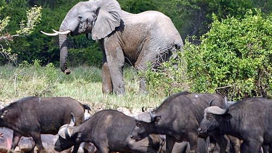 Wydobycie Bitcoinów uratowało Park Narodowy Wirunga w Kongo - najstarszy park narodowy w Afryce