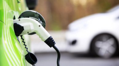 Nikiel ze... stokrotek? Francuzi chcą produkować akumulatory EV z kwiatków