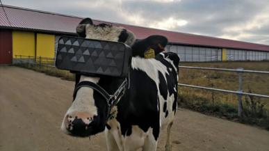 Rosja: Krowa z goglami VR to szczęśliwa krowa i mleka więcej daje...