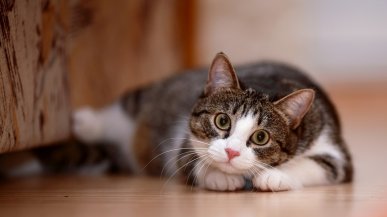 Japońska aplikacja AI sprawdzi stan Twojego kota. Korzystają z niej nawet weterynarze