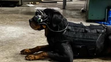 Wojsko testuje gogle rzeczywistości rozszerzonej w wersji dla psów