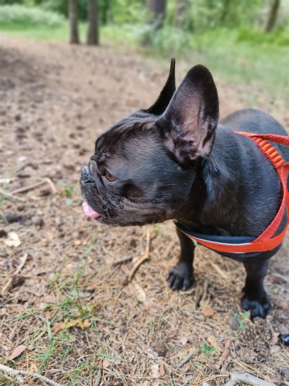 Obiektyw główny realme GT 3 Neo 150W (portret)