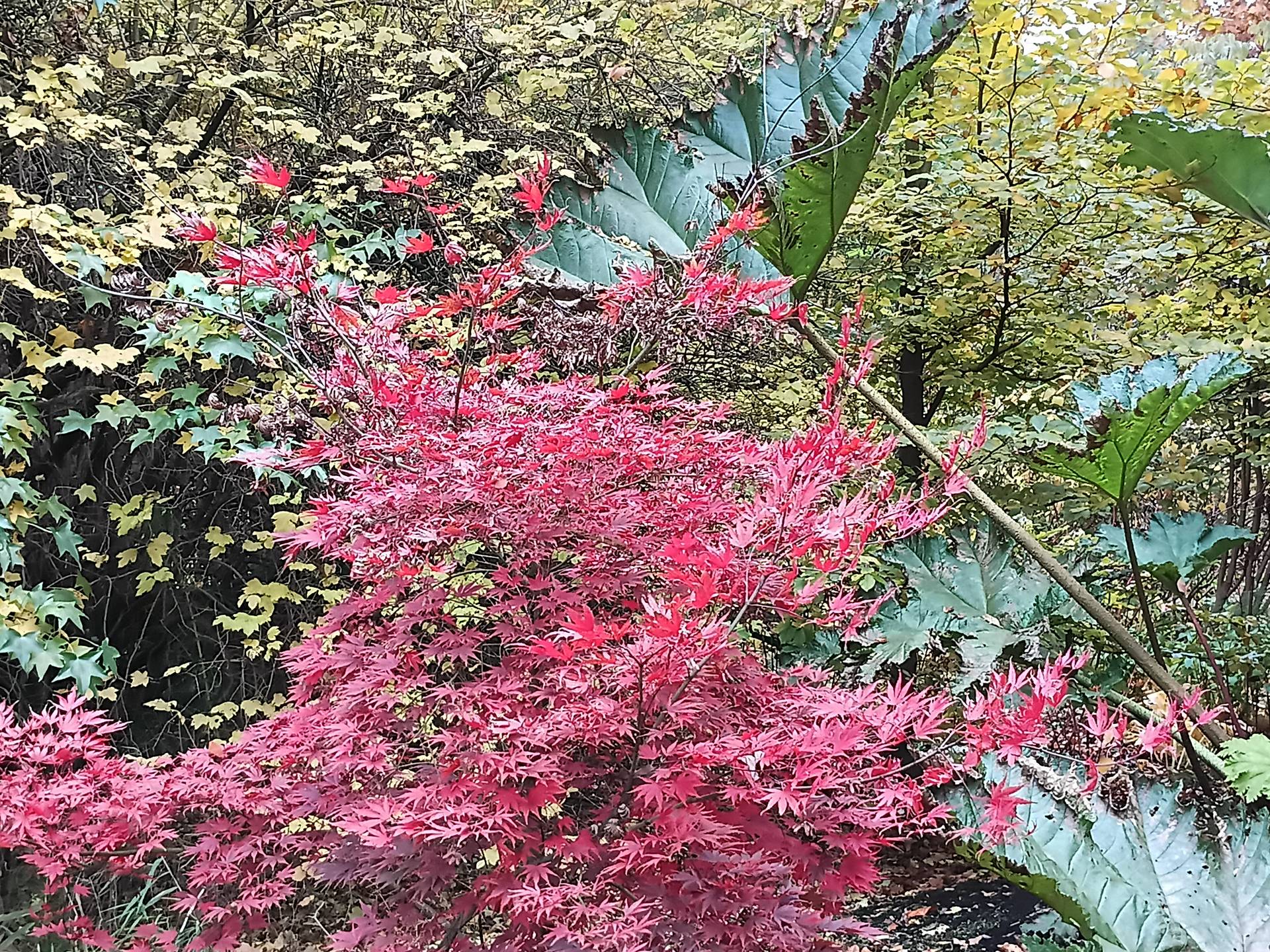 Hammer Energy X2 5G - foto