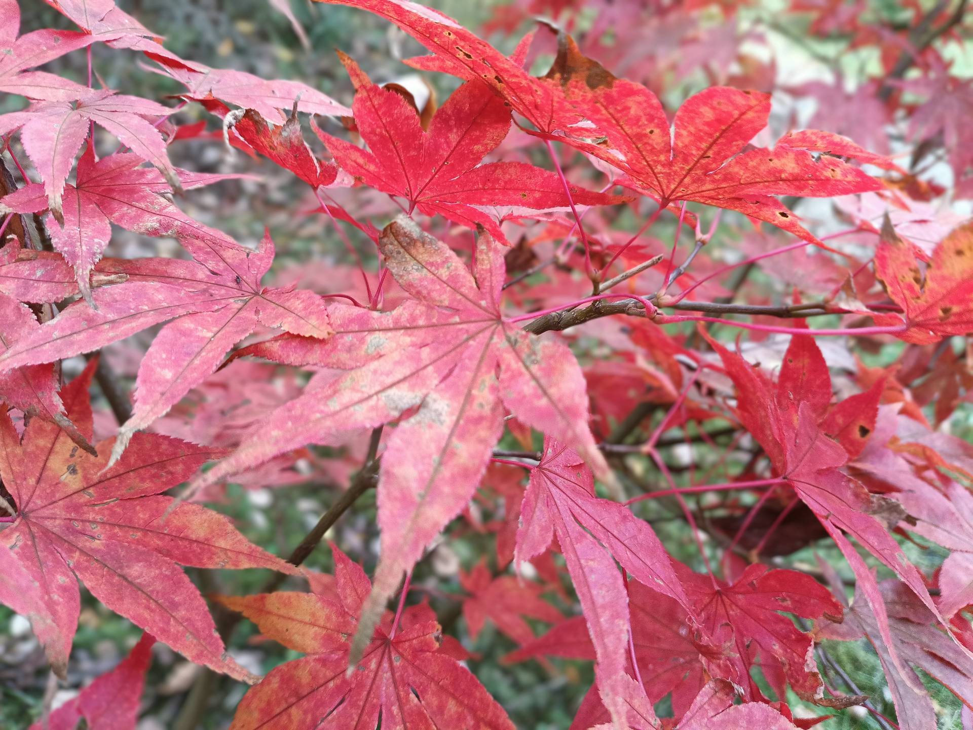 Hammer Energy X2 5G - foto