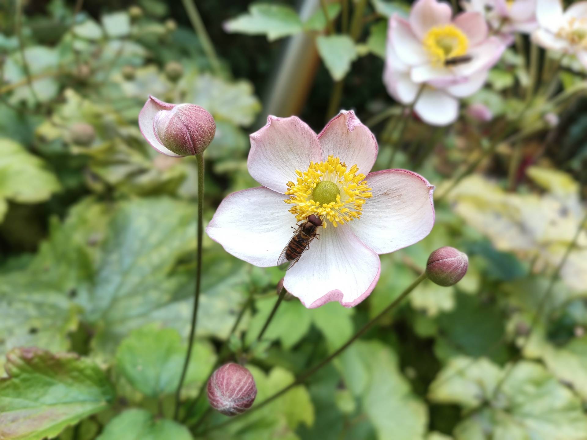 Hammer Energy X2 5G - foto