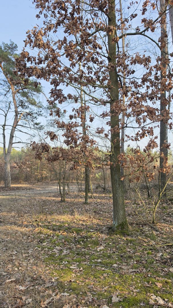 Samsung Galaxy S26 Ultra - obiektyw główny