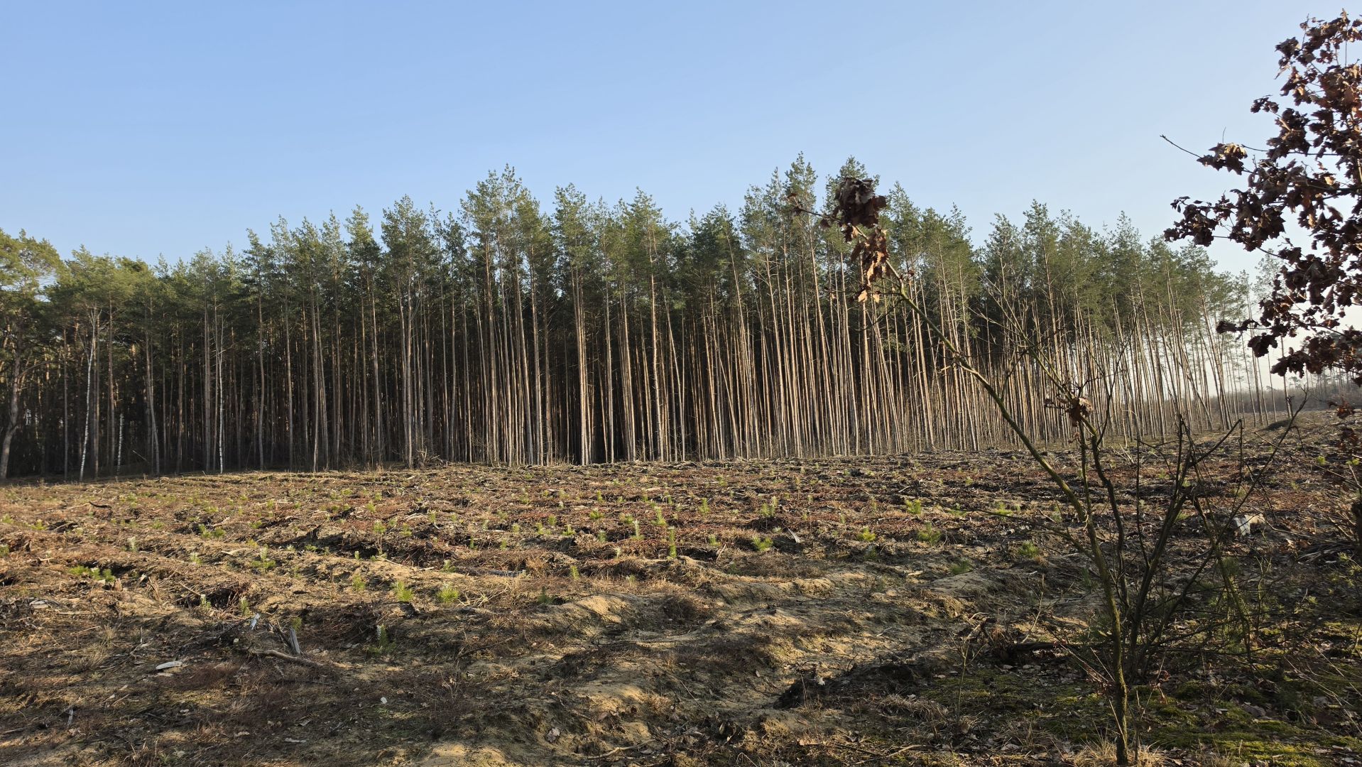 Samsung Galaxy S26 Ultra - obiektyw główny