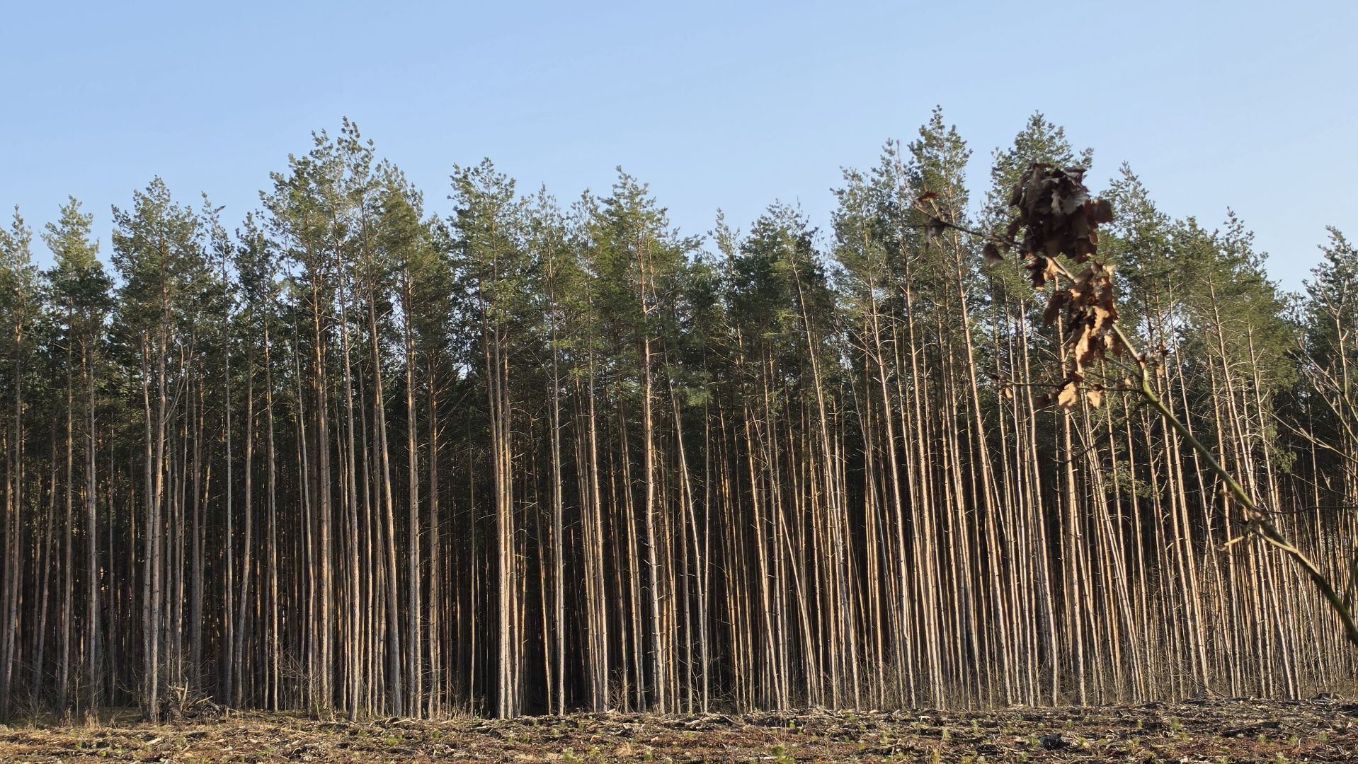 Samsung Galaxy S26 Ultra - obiektyw ultraszerokokątny, główny, 2x zoom, 3x zoom, 5x zoom, 10x zoom
