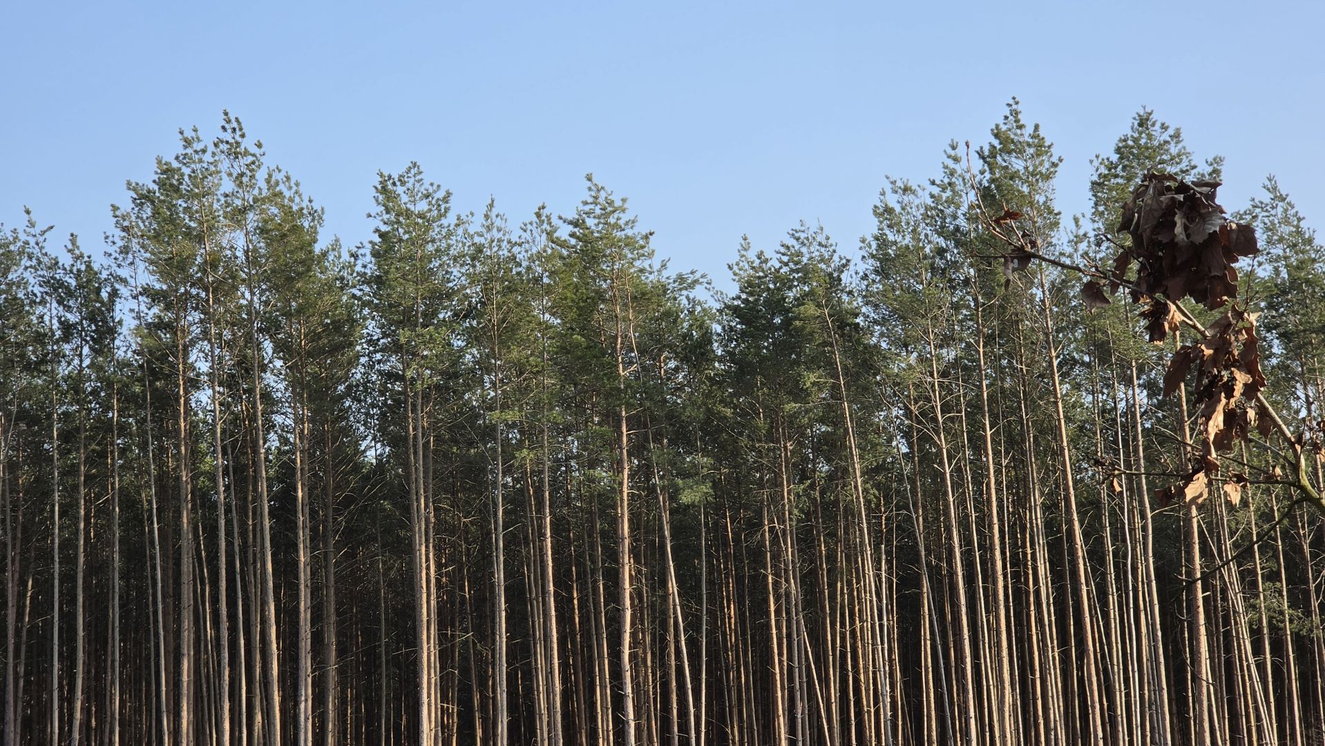 Samsung Galaxy S26 Ultra - obiektyw ultraszerokokątny, główny, 2x zoom, 3x zoom, 5x zoom, 10x zoom