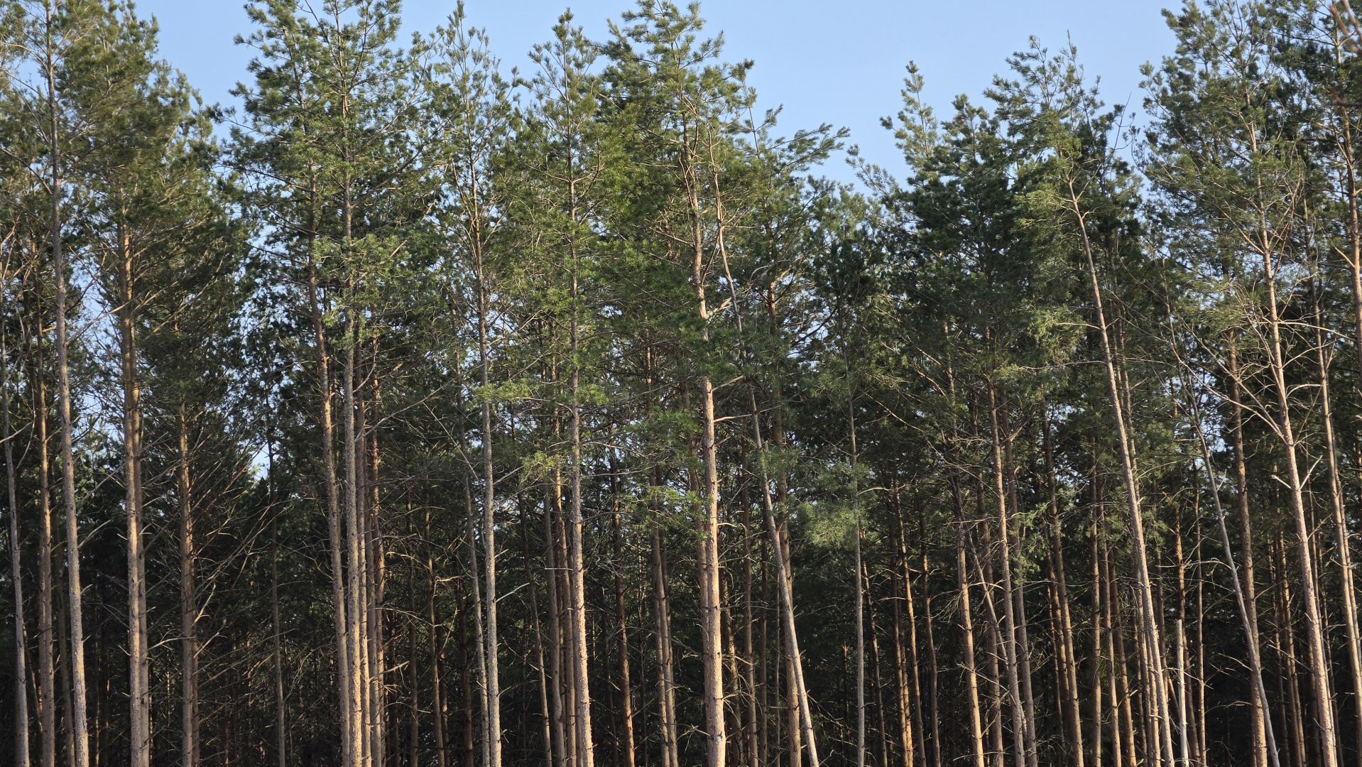 Samsung Galaxy S26 Ultra - obiektyw ultraszerokokątny, główny, 2x zoom, 3x zoom, 5x zoom, 10x zoom