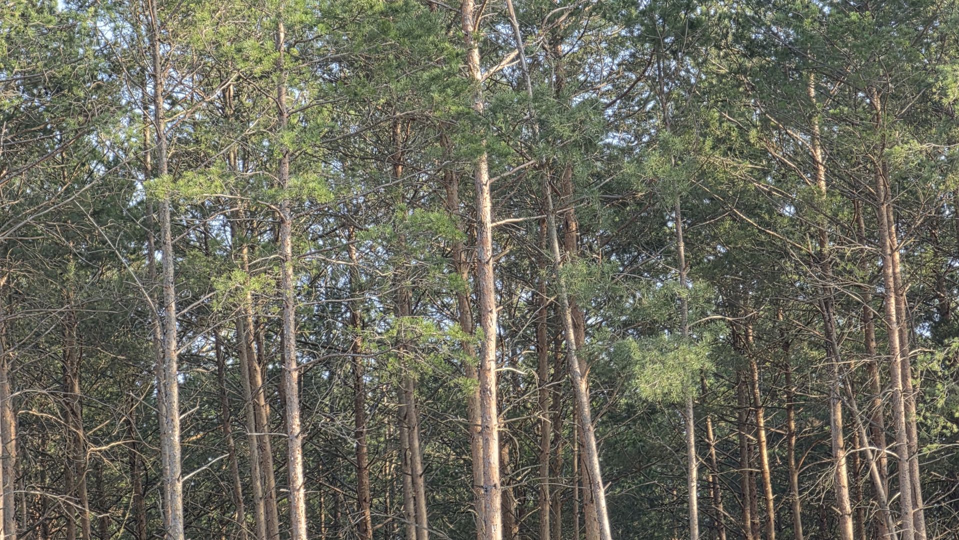 Samsung Galaxy S26 Ultra - obiektyw ultraszerokokątny, główny, 2x zoom, 3x zoom, 5x zoom, 10x zoom