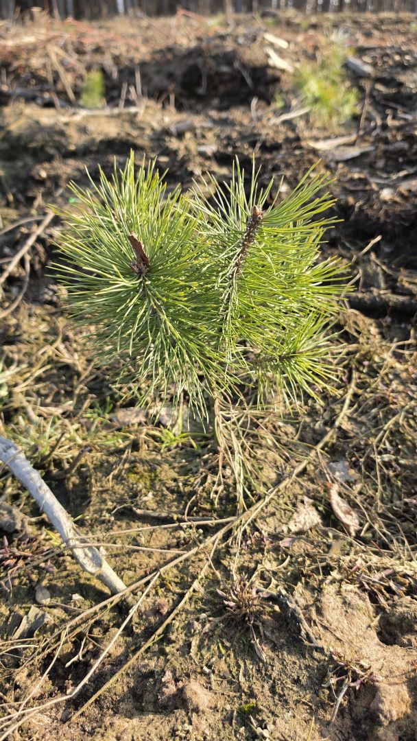 Samsung Galaxy S26 Ultra - obiektyw główny