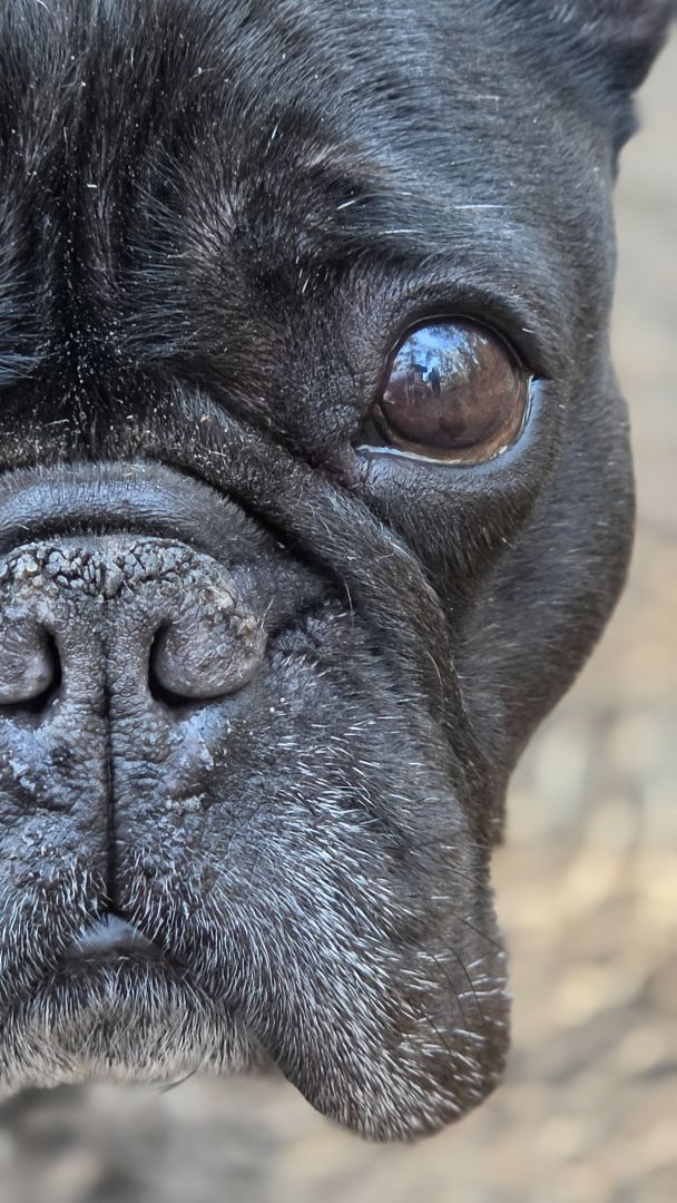 Samsung Galaxy S26 Ultra - obiektyw główny