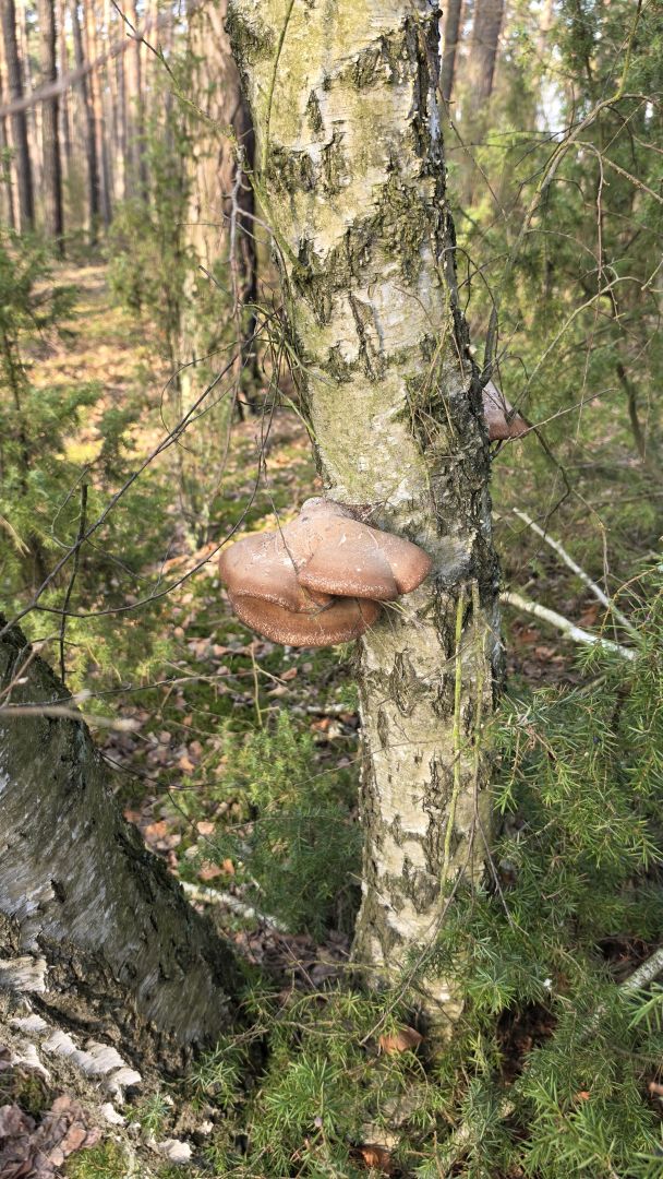 Samsung Galaxy S26 Ultra - obiektyw główny