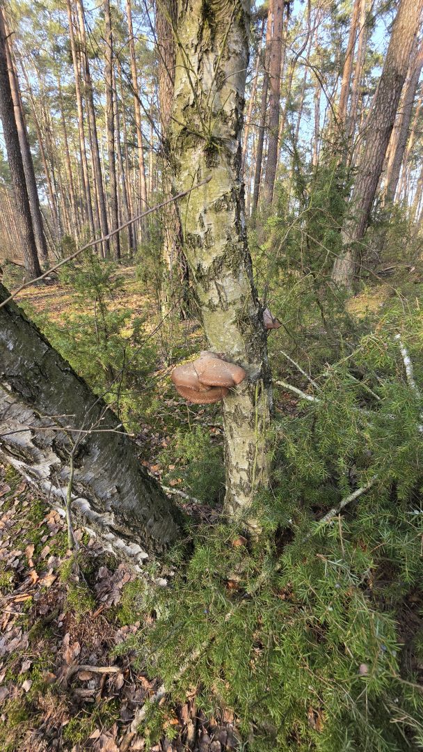 Samsung Galaxy S26 Ultra - obiektyw ultraszerokokątny, główny, 2x zoom, 3x zoom, 5x zoom, 10x zoom