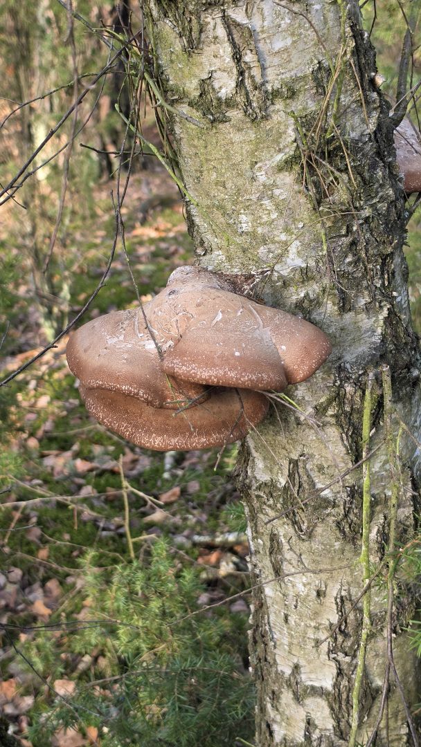 Samsung Galaxy S26 Ultra - obiektyw ultraszerokokątny, główny, 2x zoom, 3x zoom, 5x zoom, 10x zoom