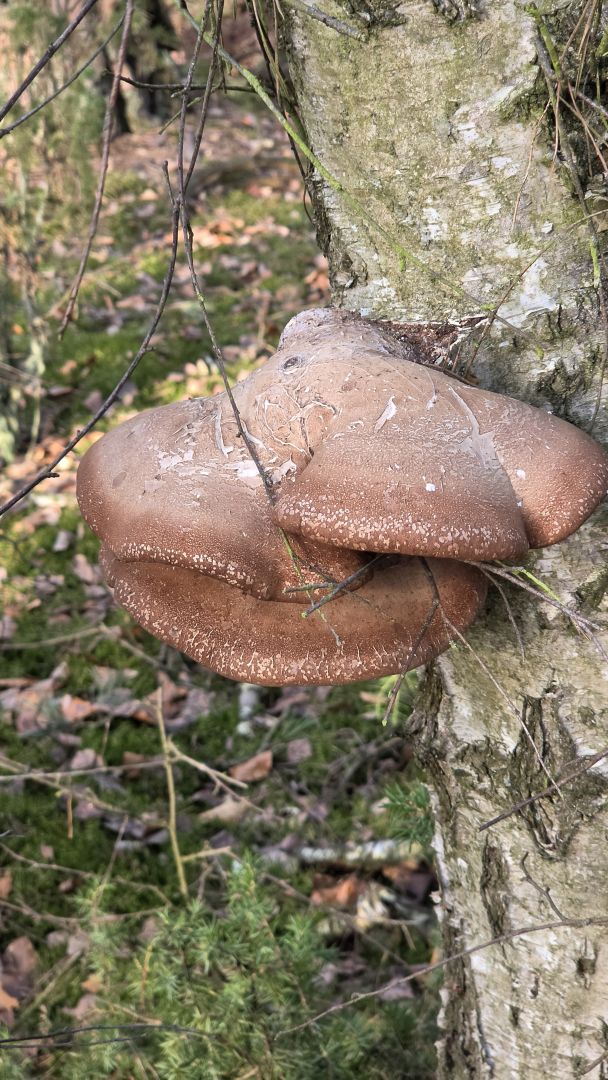 Samsung Galaxy S26 Ultra - obiektyw ultraszerokokątny, główny, 2x zoom, 3x zoom, 5x zoom, 10x zoom