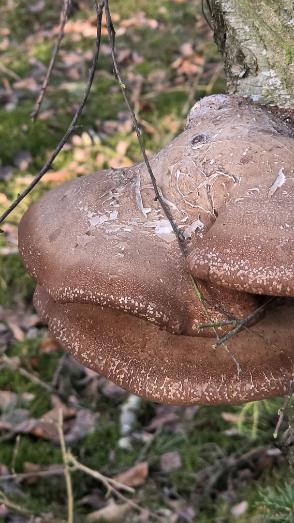 Samsung Galaxy S26 Ultra - obiektyw ultraszerokokątny, główny, 2x zoom, 3x zoom, 5x zoom, 10x zoom