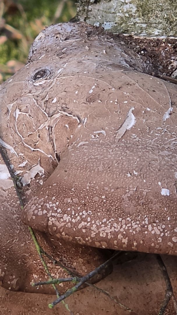 Samsung Galaxy S26 Ultra - obiektyw ultraszerokokątny, główny, 2x zoom, 3x zoom, 5x zoom, 10x zoom