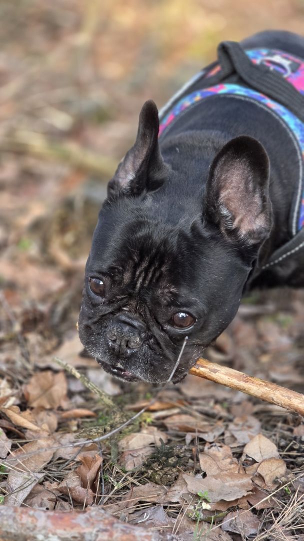 Samsung Galaxy S26 Ultra - obiektyw główny