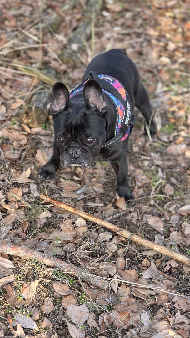 Samsung Galaxy S26 Ultra - obiektyw główny