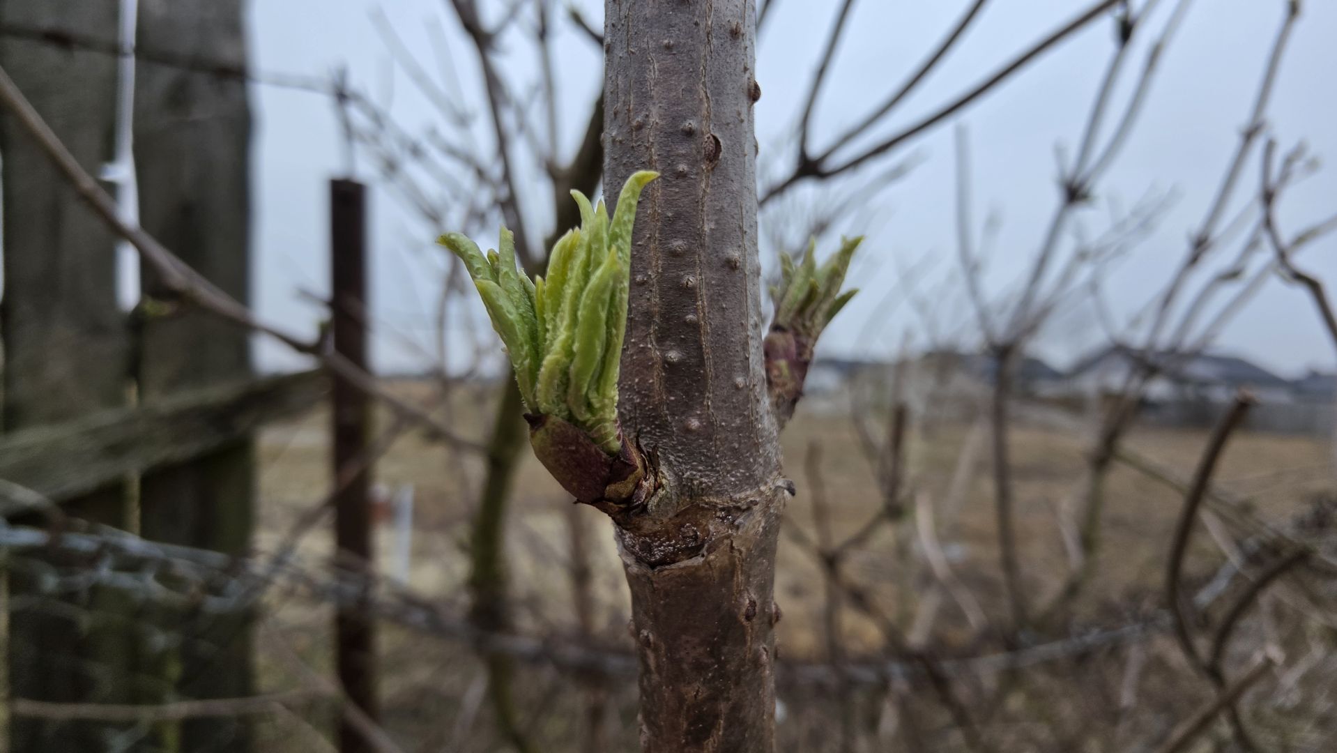 Samsung Galaxy S26 Ultra - makro