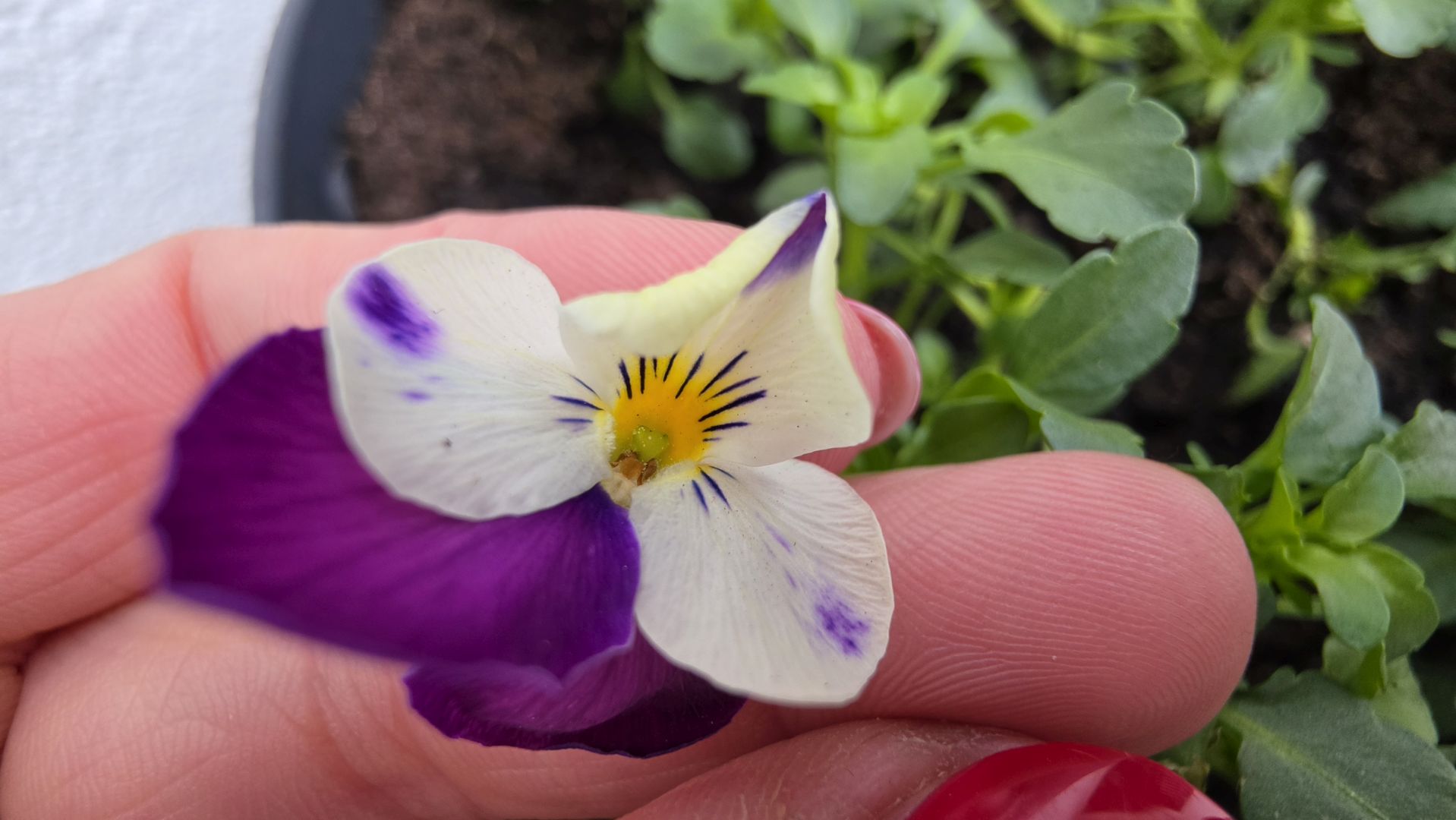 Samsung Galaxy S26 Ultra - makro