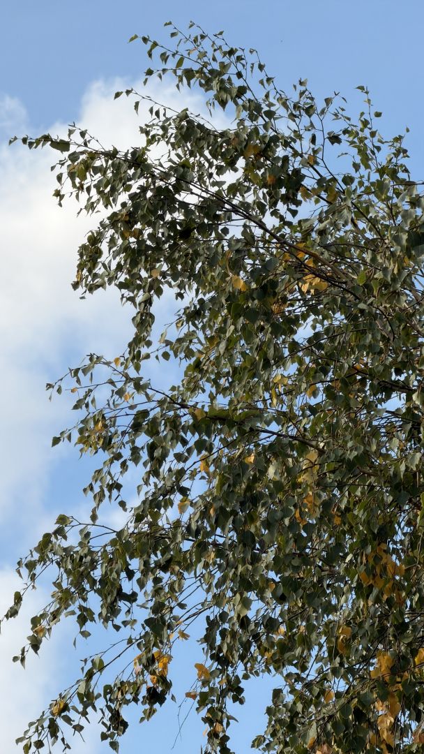 iPhone 18 Pro Max - obiektyw ultraszerokokątny, główny, 2x zoom, teleobiektyw 4x zoom, 8x zoom