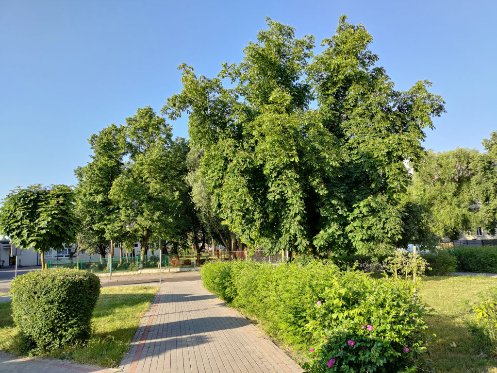Test smartfona Asus Zenfone 8 - małe może... więcej?